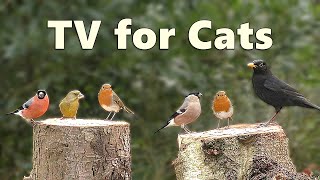 猫用テレビ 😺 猫が喜ぶ映像 😺 カラフルな鳥 😺 猫用動画