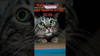 МЕМ Бегу с гулянки домой.. #коты #мем #shorts