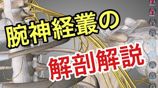 腕神経叢の解剖、走行を3Dで解説してみた