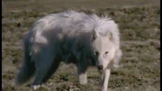 white wolf vs hare on snow land