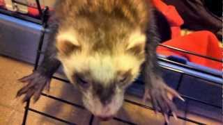 Slaapverwekkend gapende fret by channel4ferrets 1,116 views 11 years ago 29 seconds