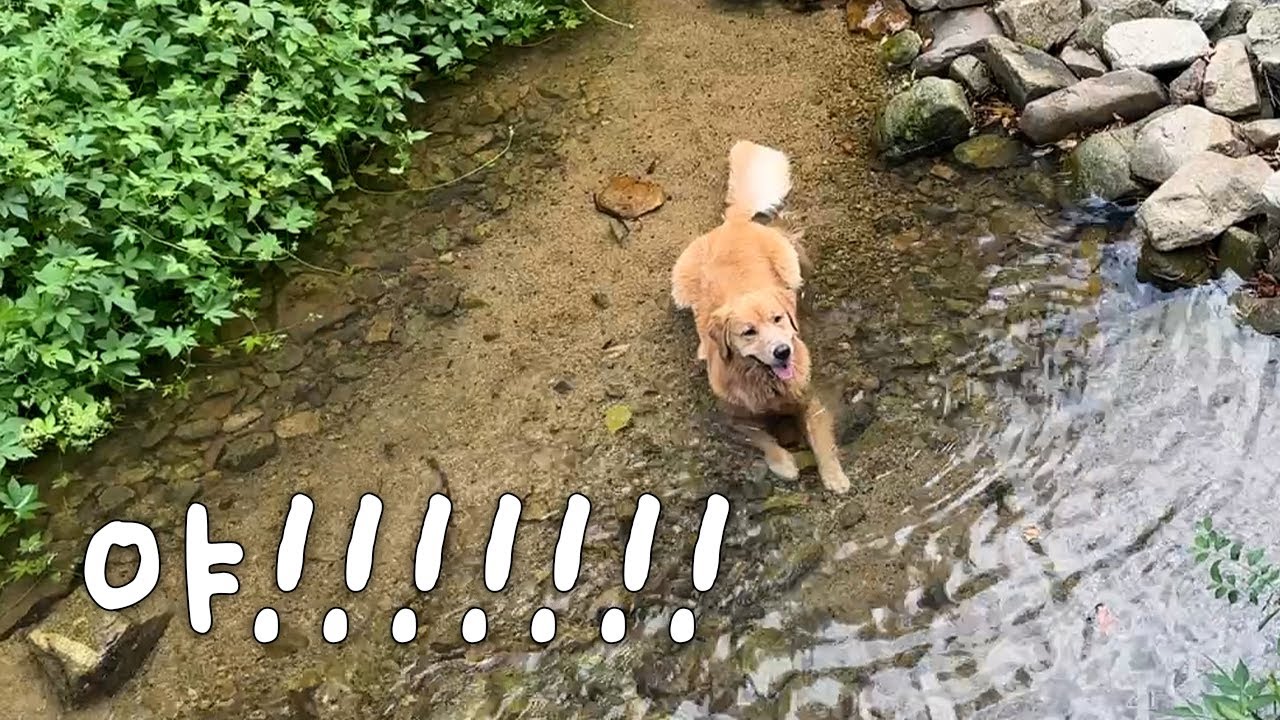 골든리트리버가 계곡을 처음 가보면 생기는 일