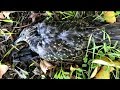 Dozens of birds fall dead from the sky in in mysterious 'mortality event'