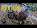 Its time to repot the strawberry tree