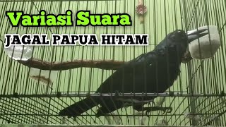 Jagal Papua HITAM GACOR bervariasi ||| the best BLACK BIRD song | Indonesian endemic bird