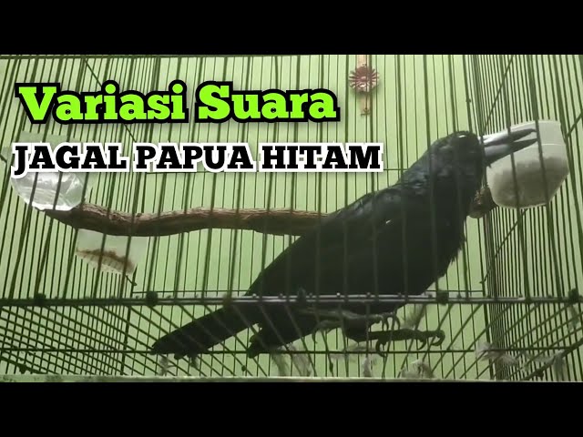 Jagal Papua HITAM GACOR bervariasi ||| the best BLACK BIRD song | Indonesian endemic bird class=