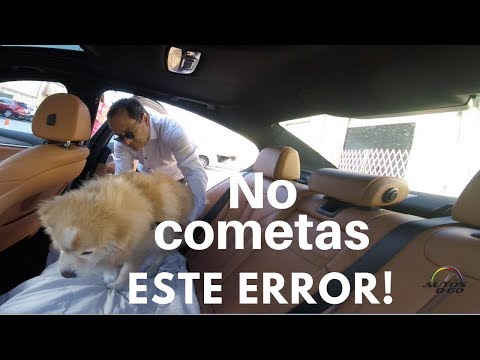 Video: Consejos De Seguridad Para Perros Para Llevar A Tu Mejor Amigo A Navegar