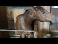 馬たちと、医学部馬術部員とライブ配信