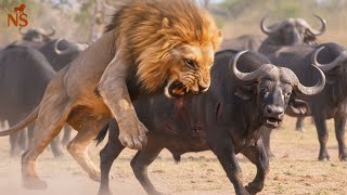 Serengeti Salvaje: La Manada de Leones Contra el Enorme Búfalo Solitario en la Última Luz del Día