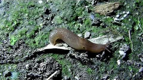 a Pale Mantleslug (widescreen)