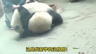 给奶爸展示才艺的熊孩子 （大熊猫雅颂，宝新） #国宝熊猫