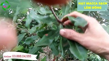 MÔ HÌNH TRỒNG XEN CÂY MACCA  VÀ CÂY CÀ PHÊ