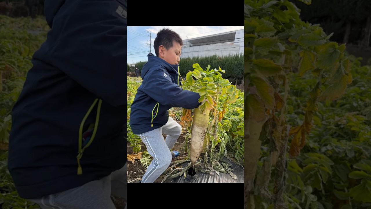 ダイコンほり #shorts