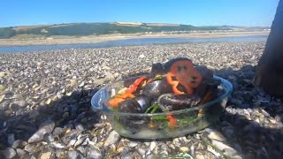 Asian Style Midsummer Mussels and Flounder Tramping with Craig Evans by Coastal Foraging With Craig Evans 58,744 views 5 years ago 15 minutes