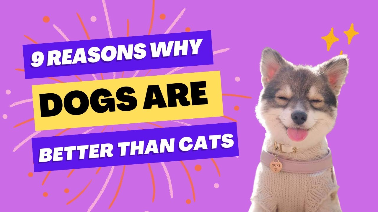 9 Reasons Dogs Are Better Than Cats YouTube