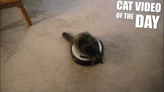 Funny Roomba Cat by The Crazy Cats 224 views 4 years ago 56 seconds