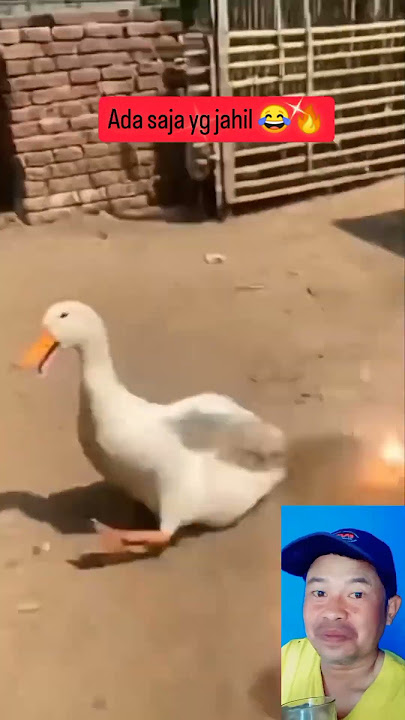 dia lagi nongkrong di jailin 😂#tingkahlakuhewan #hewanjahil #hewanprank #funnyvideo #comedy #viral