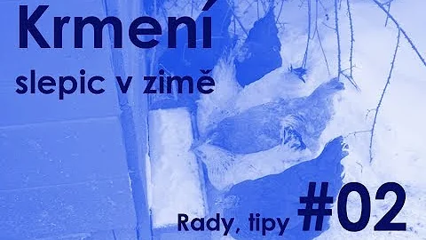 Co jsou nejčastější příčiny nemocných slepic?