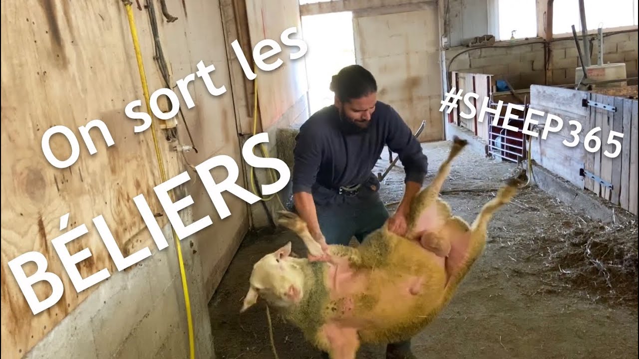 Préparation des BÉLIERS pour la lutte 🐑🐑🐑🐑