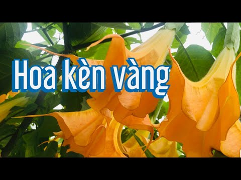 Video: Làm thế nào để cây Brugmansia ra hoa