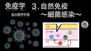 免疫学3  自然免疫〜細菌感染〜