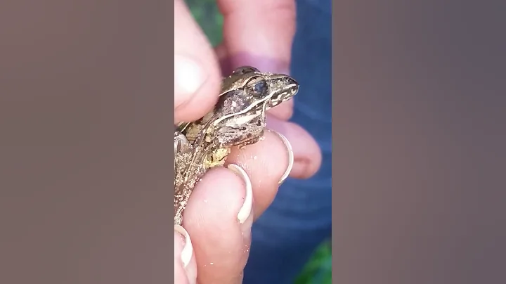 Petting frog