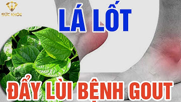 Bài thuốc từ lá lốt giúp đẩy lùi bệnh Gout bạn cần biết  - I SỨC KHỎE