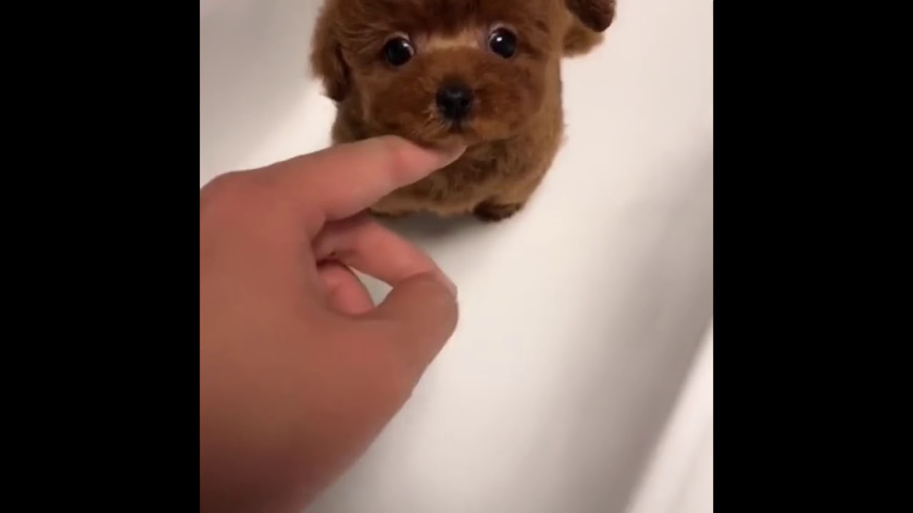 CUTE ANIMALS COMPILATION! 😍 - YouTube