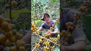 Bendiciones para los amigos del campo #cooffee #selvacentral #agriculture #agronomos #ronagro