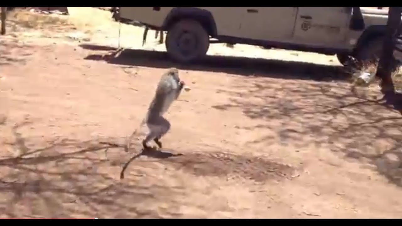 Monkey Stole My Egg Youtube I got my monkeyyou stole my monkeyyou got my monkeyi want my monkey. monkey stole my egg