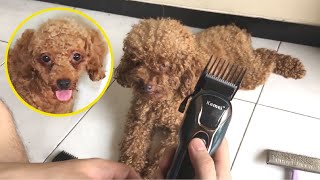 Nyobain potong bulu anjing poodle dengan pet clipper