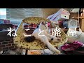 人馴れしたネコが住んでいる絶景廃墟 ネコと廃屋