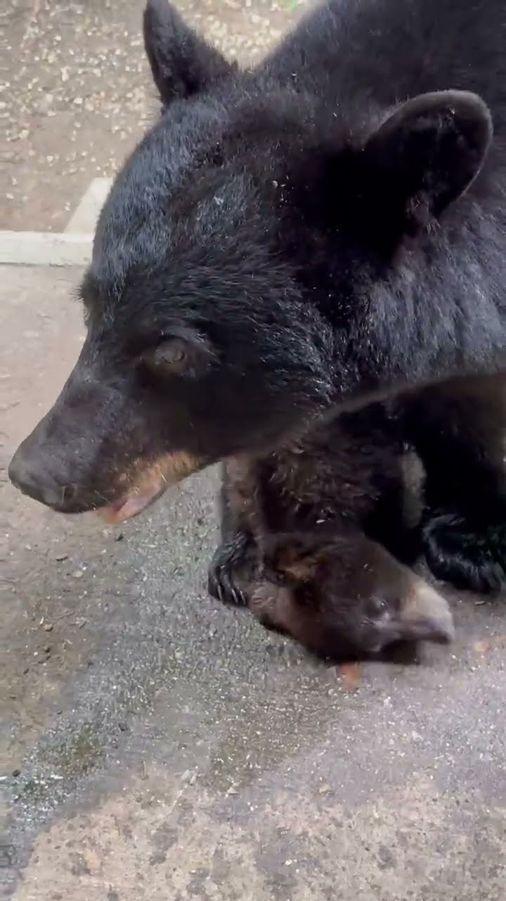 Mama Bear and Cubs Rub Themselves in Bath Oil || ViralHog