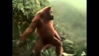 Le Singe Qui Danse Youtube Le Singe Qui Danse Youtube
