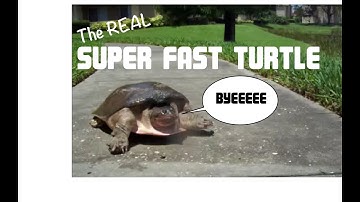 SUPER FAST TURTLE