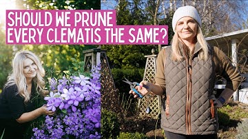 How to Prune Clematis for Stunning Blooms 🌿✨ | Best Techniques Explained!”