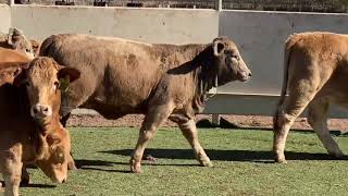Charolais Beefmaster Cross Heifers