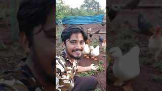 murgiyo ne mangi selfie ? murgiyo ke sath selfie #murgi #chicken #chickenfarm #animals