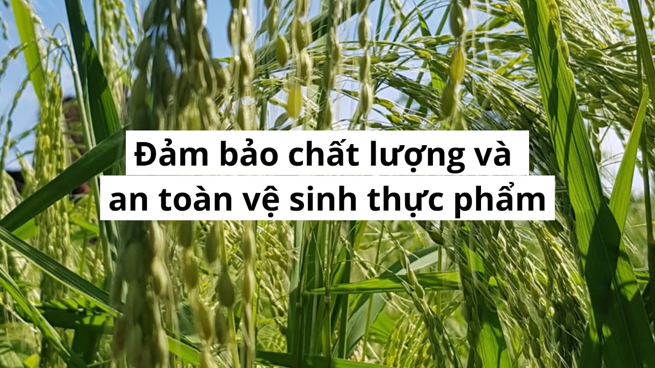 Gạo Lứt ST24 - Hành Trình Khám Phá Những Giá Trị Đặc Biệt Của Gạo Việt