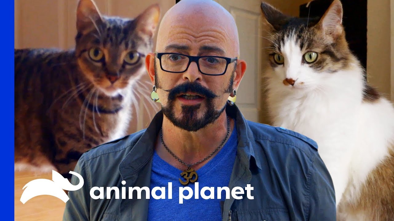 jackson galaxy cat from hell