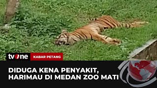 Harimau Sumatera di Kebun Binatang Medan Mati Lagi! | Kabar Petang tvOne