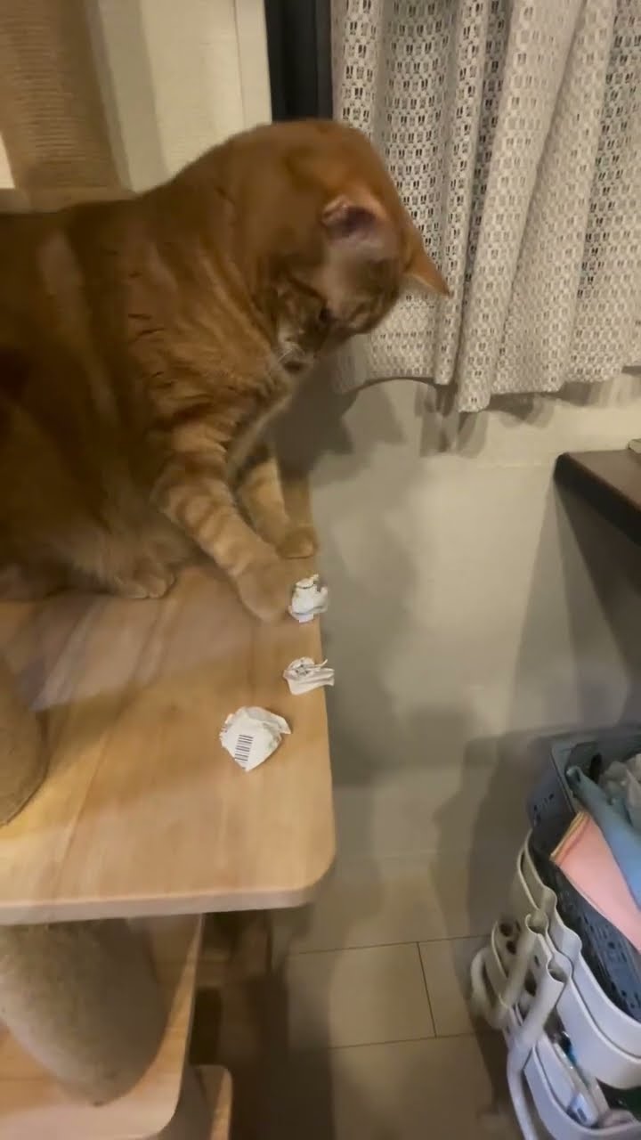 Très drôle le chat
