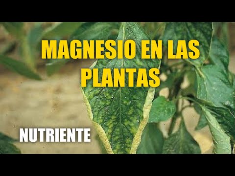 Video: Fertilizante Sulfato De Magnesio: Instrucciones De Uso, Plantas De Alimentación, Flores De Interior Y Coníferas