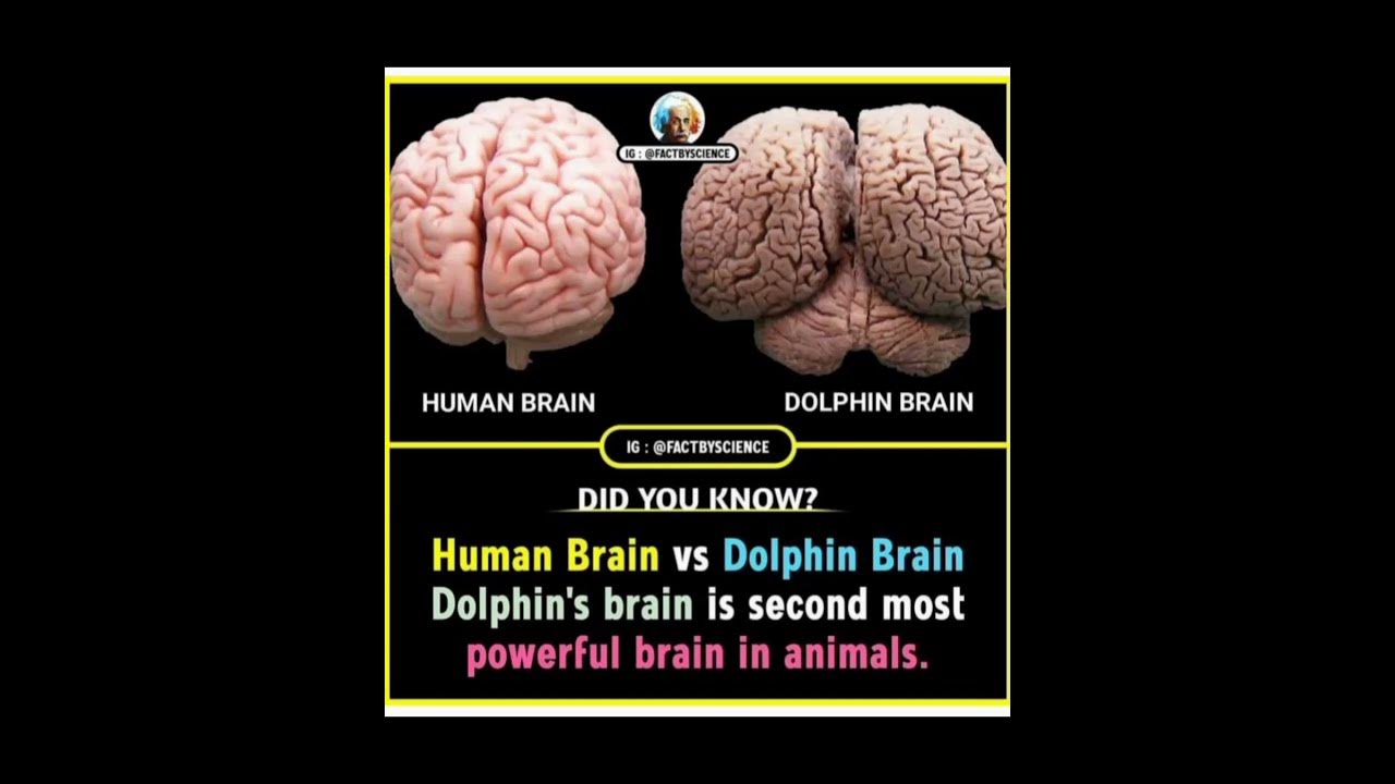 Human brain vs Dolphin brain#interestingfacts #worldfact #