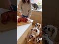 Dog Tries to SAVE His Twin Cake From Being EATEN! #bulldog #englishbulldog #doglover #funnydogs