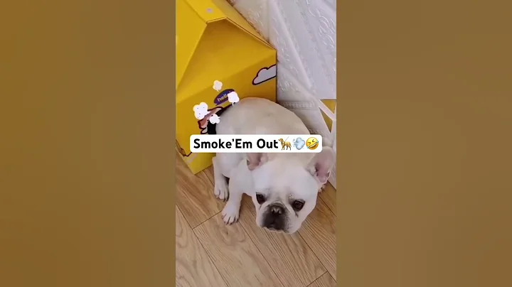French bulldog farts cat out house🙀😿🤣 #shorts #frenchbulldog #frenchie #cat #fart