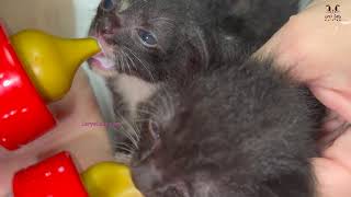 Bottle Feeding 3 Weeks Old Rescued Kittens