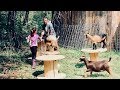 Building Goat Paradise (for our Nigerian Dwarf Goats  with wooden Spools)