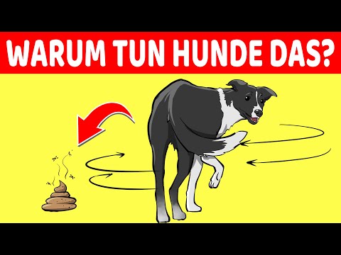 Video: Was sind die Ursachen für Hunde, die in Kreisen laufen?