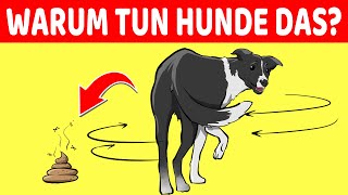 Warum Hunde Kreisen Bevor Sie Koten (Und 9 Weitere Seltsame Verhaltensweisen Von Hunden Erklärt)